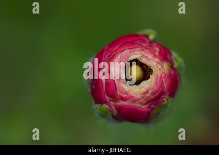 Pinke Ranunkel im Frühling Foto Stock