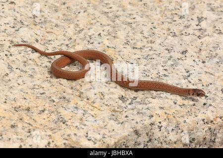 Northern Snake Marrone (Storeria dekayi) su un blocco di granito Foto Stock