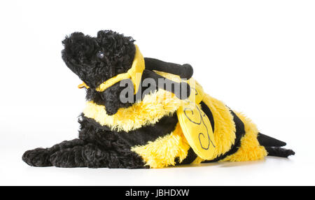 Barbet cucciolo indossando il costume Ape Foto Stock