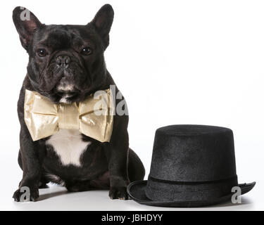 Bulldog francese vestito in bowtie seduto accanto a top hat Foto Stock