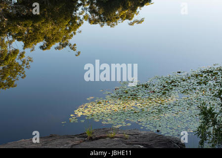 Nativi Australiani lillies crescente e grandi alberi di gomma si riflette nel molto ancora acqua di lago di Parramatta, Sydney Australia Foto Stock