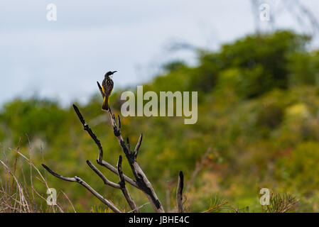 Un australiano bianco nativo Cheeked Honeyeater bird seduti su un bushfire segnato il ramo sul promontorio Barrenjoey, Sydney, Australia Foto Stock