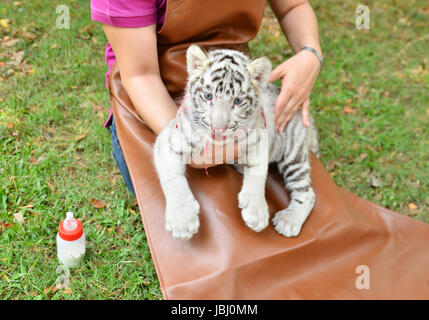 Zookeeper prendere cura e alimentazione baby tigre bianca Foto Stock