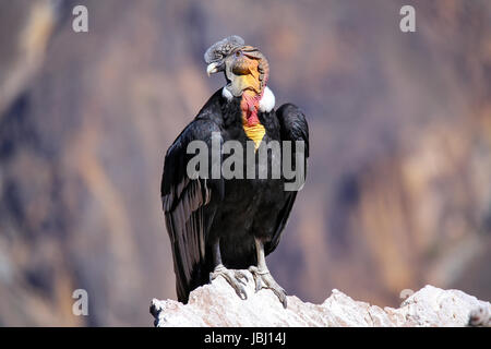 Condor andino (Vultur gryphus) seduti al Mirador Cruz del Condor nel Canyon del Colca, Perù. Condor andino è il più grande di volo di un uccello nel mondo dal pettine Foto Stock