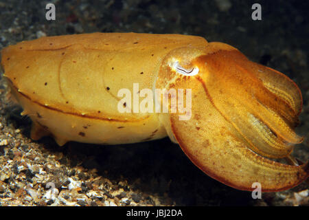 Broadclub seppie in giallo (Sepia Latimanus), Lembeh strait, Indonesia Foto Stock