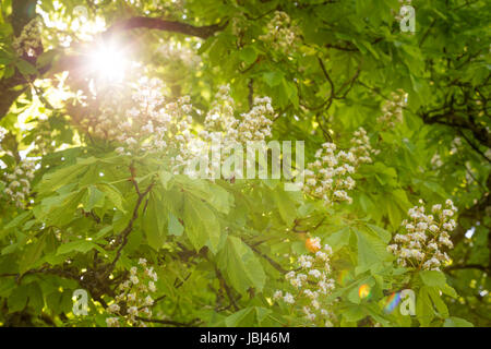 Blühende Rosskastanie mit Sonne Foto Stock