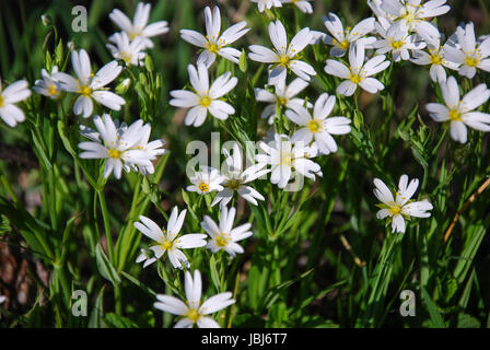 Blossom Stella starwort da un soleggiato campo primaverile. Foto Stock