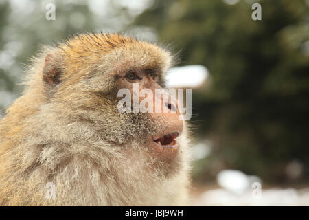 Barberia scimmia macaco o in Marocco Foto Stock