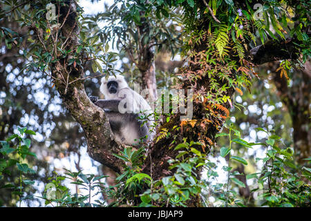 Una scimmia Langur nei pressi della città himalayana di Munsyari in India del Nord. Foto Stock