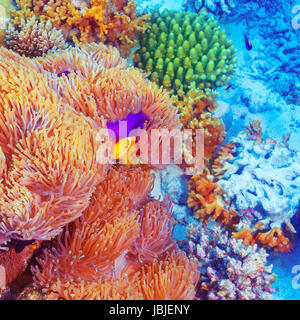 Il pagliaccio pesci che nuotano nei pressi di colorati coralli, abstract sfondo naturale, splendida fauna selvatica, meravigliosa natura dell oceano Indiano Foto Stock