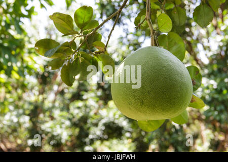 Immagine di un pomelo crescendo in un frutteto. Foto Stock