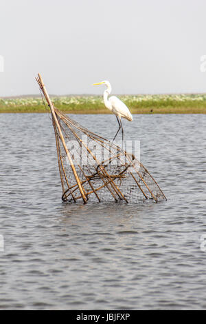 Garzetta sul pesce trap in laguna Foto Stock