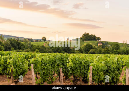 Tramonto sopra i vigneti della regione di Beaujolais verso il villaggio di Lancié e l Eglise Saint Julien, Rhône, Auvergne-Rhône-Alpes, Francia Foto Stock