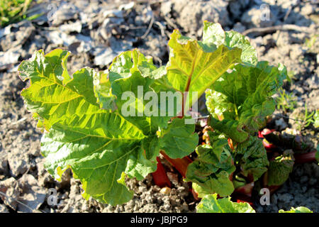 I giovani germogli di un rabarbaro progrown dal suolo in primavera Foto Stock