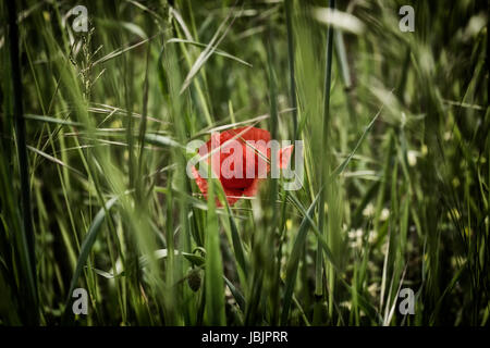 Lone papavero rosso sulla drammatica verde campo di erbacce Foto Stock
