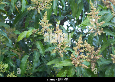 Verde Giallo mango fiori sulla struttura ad albero Foto Stock