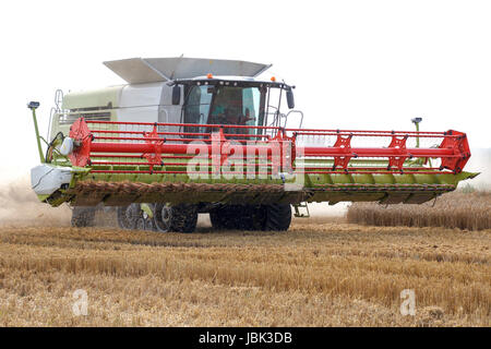 La mietitrebbia mows grano in un campo Foto Stock