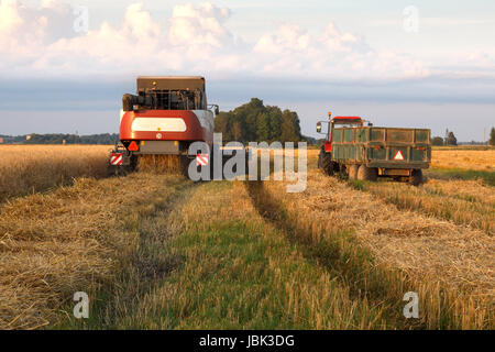 La mietitrebbia mows frumento in un campo in una serata estiva Foto Stock