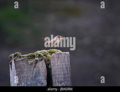 Scricciolo, Troglodytes troglodytes, cantare mentre appollaiato su un muschio coperto post, REGNO UNITO Foto Stock