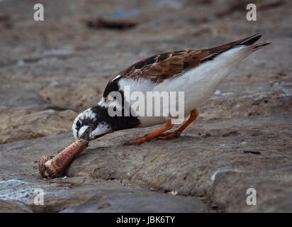 Voltapietre, Arenaria interpres, si nutrono di granchi artiglio, Dorset, England, Regno Unito Foto Stock