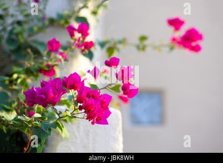 Fioritura bouganville, un popolare caldo vite ornamentale con brattee, fiore-come le foglie, in home paesaggio. Foto Stock