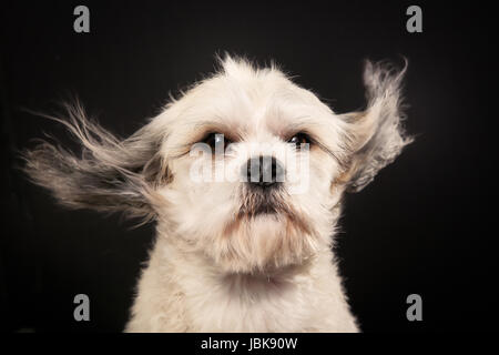 Studio shot di riproduttori di razza Bichon Havanais cane durante le operazioni di toletta sessione al salone del cane. Foto Stock