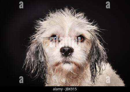 Studio shot di riproduttori di razza Bichon Havanais cane durante le operazioni di toletta sessione al salone del cane. Foto Stock