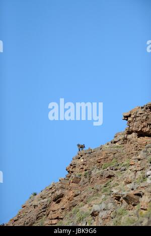 Un colpo di babbuini africani nel selvaggio Foto Stock