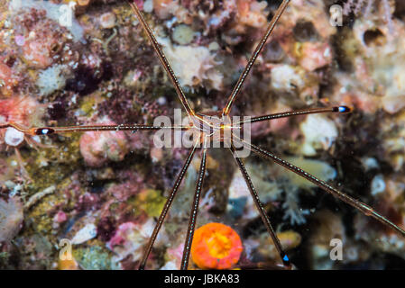 Ortmann Squat lobster ( Chirostylus ortmanni Miyake &Baba, 1968) a Owens,Mie,Giappone. La profondità di acqua di 18m Foto Stock