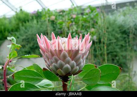 Re Protea cynaroides fiore testa in fiore nella zona australiana del National Botanic Garden of Wales, Carmarthenshire UK KATHY DEWITT Foto Stock