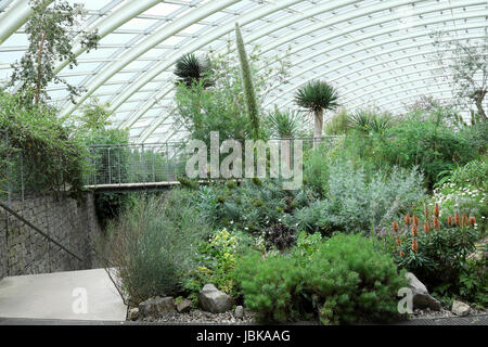 Le piante nelle isole Canarie l'area giardino del National Botanic Garden of Wales UK KATHY DEWITT Foto Stock