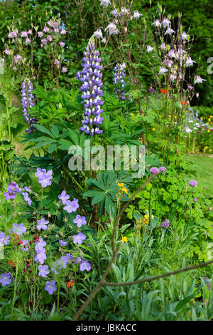 Fiori di lupino viola, geranio blu di Johnson, perenni rosa aquilegia in crescita in un giardino rurale fiori estate Galles UK KATHY DEWITT Foto Stock