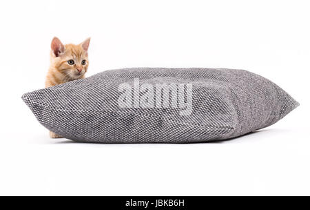 Studio shot di un gattino con cuscino di fronte a uno sfondo bianco Foto Stock