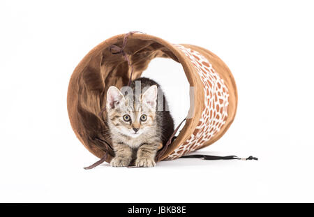 Studio shot di un gattino con tunnel di fronte a uno sfondo bianco Foto Stock