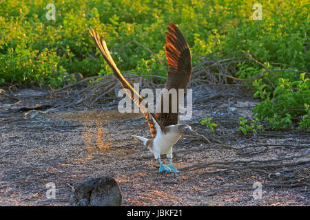 Blu-footed booby decollare nelle Galapagos Foto Stock