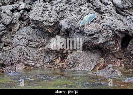 Adulto Airone Lava la caccia su lava in Galápagos Foto Stock