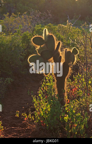 Giant Ficodindia Cactus al tramonto Foto Stock