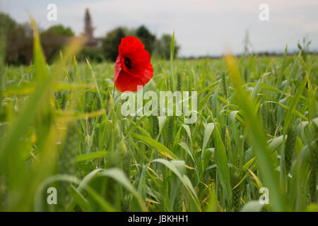 Lone papavero rosso sulla drammatica verde campo di erbacce Foto Stock