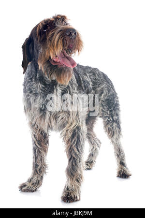 Puntamento Wirehaired Griffon davanti a uno sfondo bianco Foto Stock