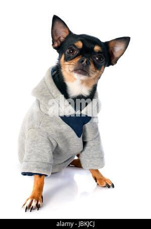 Vestito chihuahua davanti a uno sfondo bianco Foto Stock
