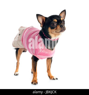 Vestito chihuahua davanti a uno sfondo bianco Foto Stock