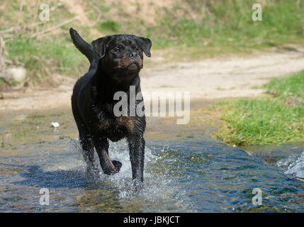Ritratto di una razza Rottweiler in un fiume Foto Stock