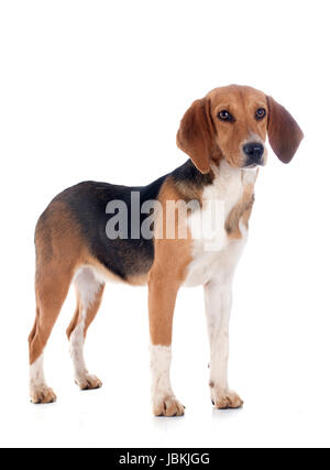 Giovani Beagle Harrier davanti a uno sfondo bianco Foto Stock