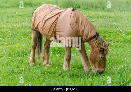 Pferd mit Decke beim grasen auf einer Weide. Foto Stock