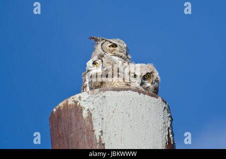 Grande Gufo cornuto nido con due Owlets Foto Stock