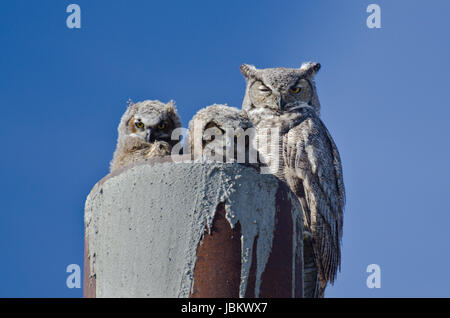 Grande Gufo cornuto nido con due Owlets Foto Stock
