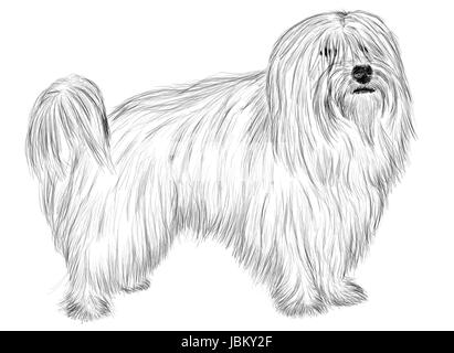 Disegno a mano - Ritratto Coton de Tulear Foto Stock