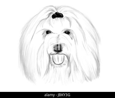 Disegno a mano - Ritratto Coton de Tulear Foto Stock