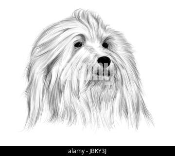 Disegno a mano - Ritratto Coton de Tulear Foto Stock