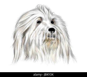 Disegno a mano - Ritratto Coton de Tulear - colorate Foto Stock